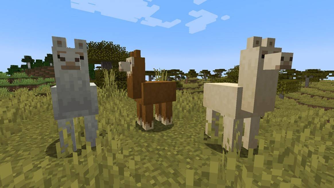 Llamas bulmak