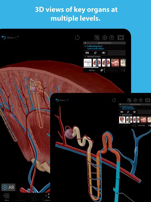 Human Anatomy Atlas 2023 ภาพหน้าจอ 2