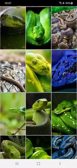 Snake Wallpapers স্ক্রিনশট 3