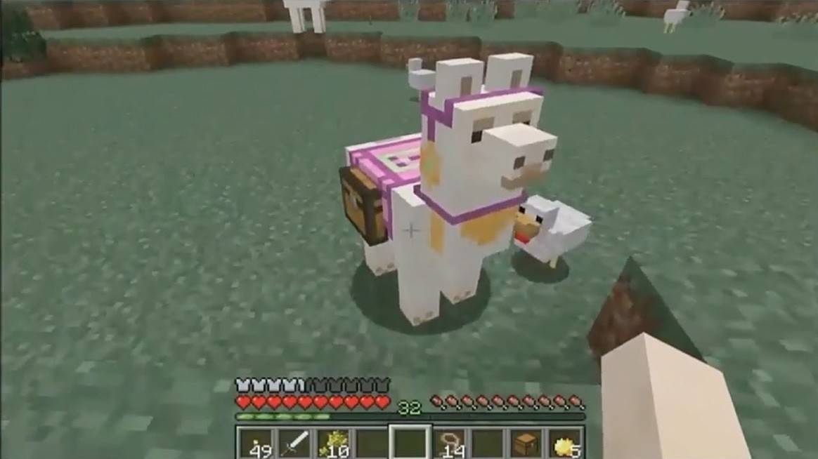 Llama with Chest